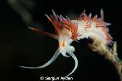 My Nudi by Sergun Aydan 